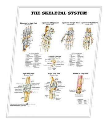 3D ANATOMICAL CHART THE SKELETAL SYSTEM.