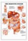 3D ANATOMICAL CHART THE DIGESTIVE SYSTEM.