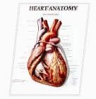 3D ANATOMICAL CHART HEART ANATOMY.