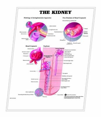 3D ANATOMICAL CHART THE KIDNEY.