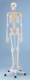 TEACHING ANATOMICAL SKELETON MODEL.