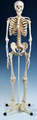 Picture of BASIC ANATOMICAL SKELETON MODEL