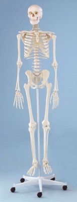 Picture of TEACHING ANATOMICAL SKELETON MODEL