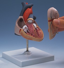 Picture of HEART ANATOMICAL MODEL