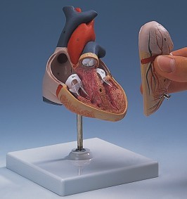 Picture of HEART ANATOMICAL MODEL.