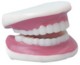 Picture of TEETH ANATOMICAL MODEL