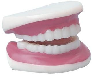 Picture of TEETH ANATOMICAL MODEL.