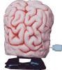 Picture of CLOCKWORK WIND UP TOY BRAIN.