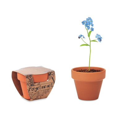 Picture of TERRACOTTA POT FORGET ME NOT