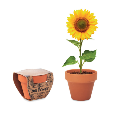 Picture of TERRACOTTA POT SUNFLOWER