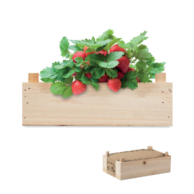 Picture of STRAWBERRY KIT in Wood Crate