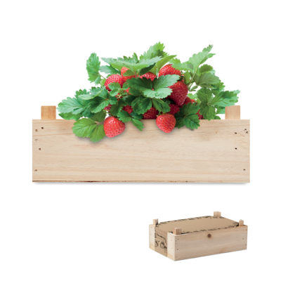 Picture of STRAWBERRY KIT in Wood Crate in Brown