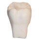 Picture of TOOTH 1 STRESS ITEM
