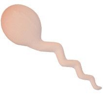 Picture of SPERM STRESS ITEM.