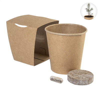 Picture of CHRISTMAS TREE GROWING KIT in Natural