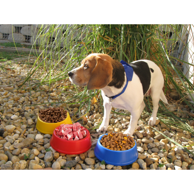 Picture of PUPPY DOG BOWL.