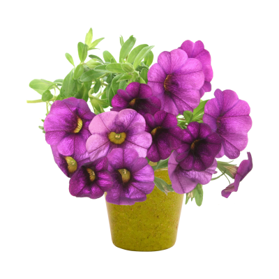 Picture of PETUNIA FLOWER POT