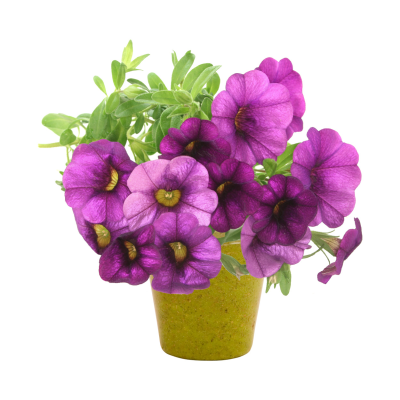 Picture of PETUNIA FLOWER POT.