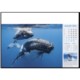 Picture of BLUE PLANET WALL CALENDAR