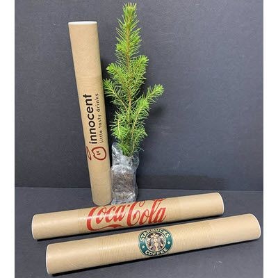 Picture of CHRISTMAS TREE in a Mailing Tube