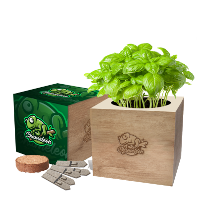 Picture of DESK TOP CUBE GARDENS