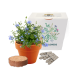 Picture of EXPRESS CLAY POT GARDENS