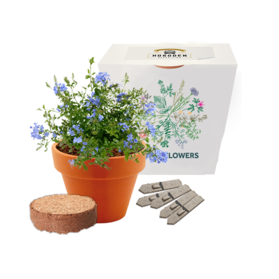 Picture of EXPRESS CLAY POT GARDENS