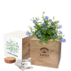 Picture of EXPRESS DESK TOP CUBE GARDENS 