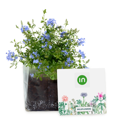 Picture of EXPRESS LETTERBOX GARDENS