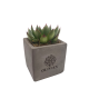 Picture of MINI SUCCULENT PLANT