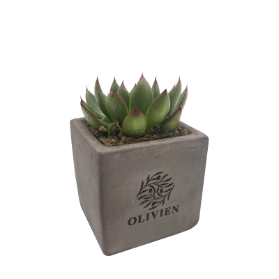 Picture of MINI SUCCULENT PLANT