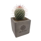 Picture of CONCRETE SUCCULENT PLANT (COPY)