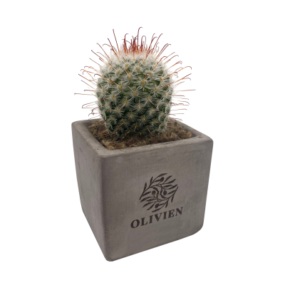 Picture of CONCRETE SUCCULENT PLANT (COPY)