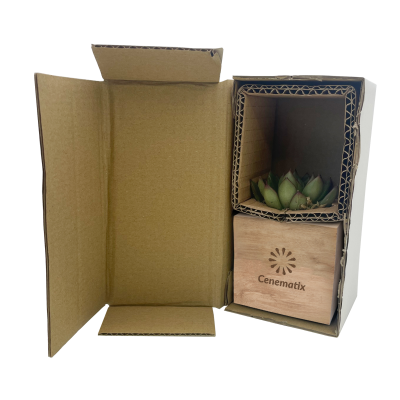 Picture of SUCCULENT PLANT
