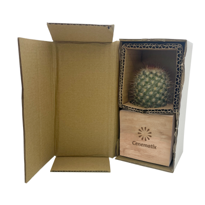 Picture of WOOD CUBE CACTI 