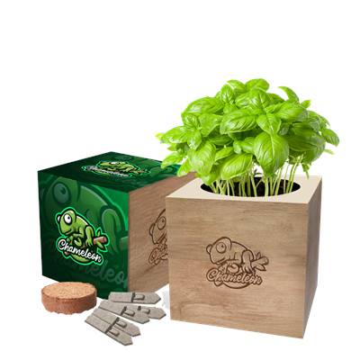 Picture of DESK TOP CUBE GARDENS
