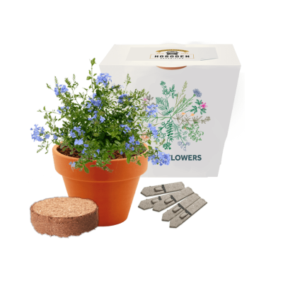 Picture of EXPRESS CLAY POT SEEDS GARDENS