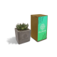 CONCRETE SUCCULENT image 2