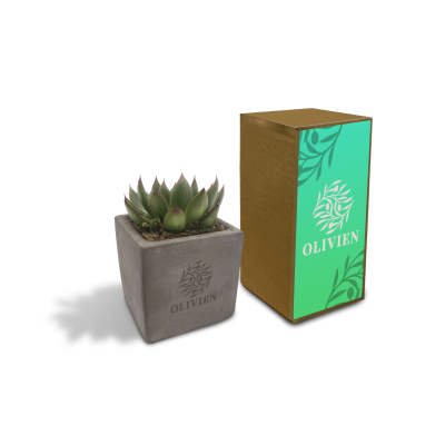 Picture of CONCRETE SUCCULENT