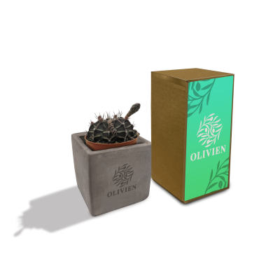 Picture of CONCRETE CACTI