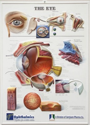 Picture of 3D ANATOMICAL CHART THE EYE
