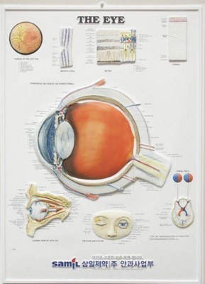 Picture of 3D ANATOMICAL CHART THE EYE