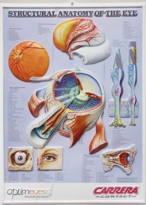 Picture of 3D ANATOMICAL CHART STRUCTURAL ANATOMY OF THE EYE