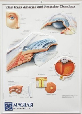 Picture of 3D ANATOMICAL CHART THE EYE - Anterior And Posterior Chambers