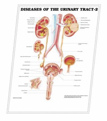 Picture of 3D ANATOMICAL CHART OF THE URINARY TRACT