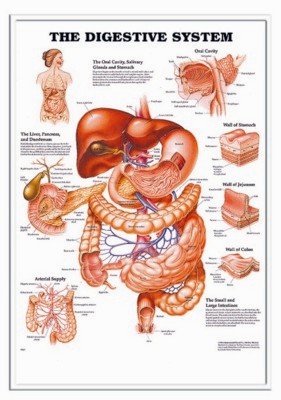 Picture of 3D ANATOMICAL CHART THE DIGESTIVE SYSTEM