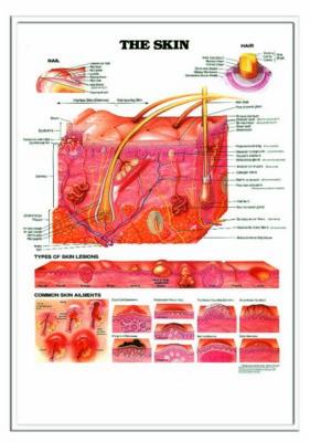 Picture of 3D ANATOMICAL CHART THE SKIN AND COMMON DISORDERS
