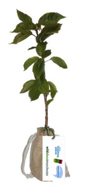 Picture of REAL LIVE CHERRY TREE in a Hessian Sack