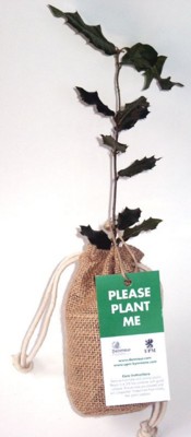 Picture of REAL LIVE EVERGREEN OAK TREE in a Hessian Sack.