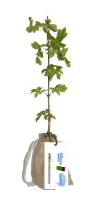 Picture of REAL LIVE FIELD MAPLE TREE in a Hessian Sack